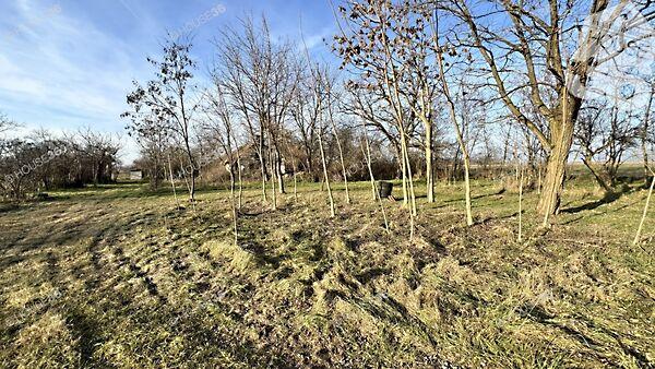 Talfája, Kecskemét 2. képe