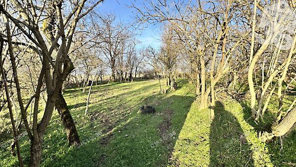 Talfája, Kecskemét 3. képe