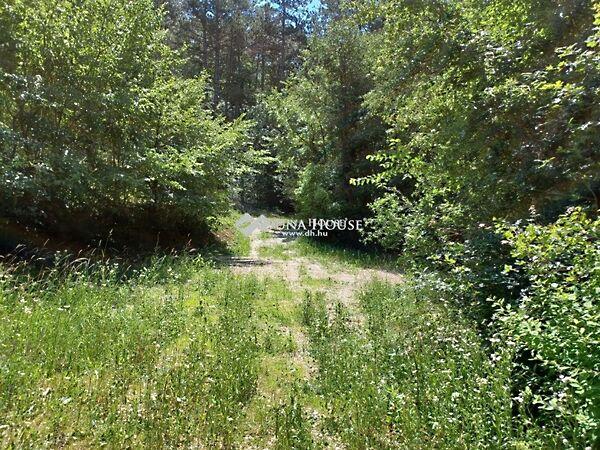 Petőfi Sándor, Máriahalom képe