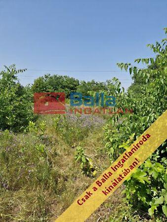 Pacsirta, Mogyoród 3. képe