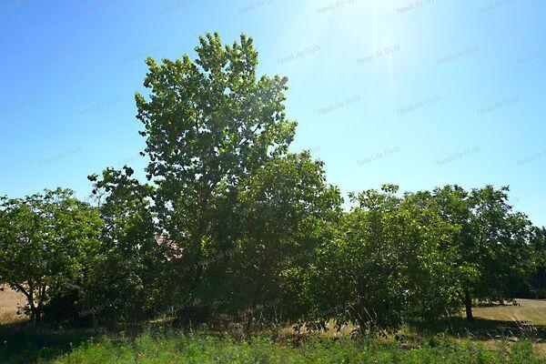 Győrújbarát 2. képe