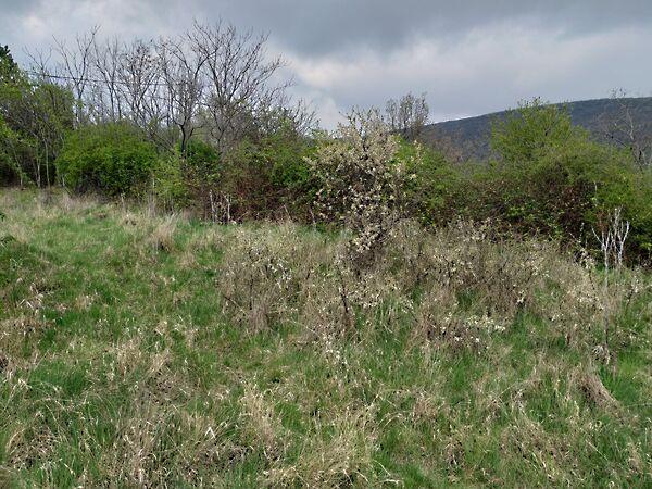 Cseresznyés, Szentendre 3. képe