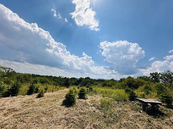 Feszty, Miskolc képe