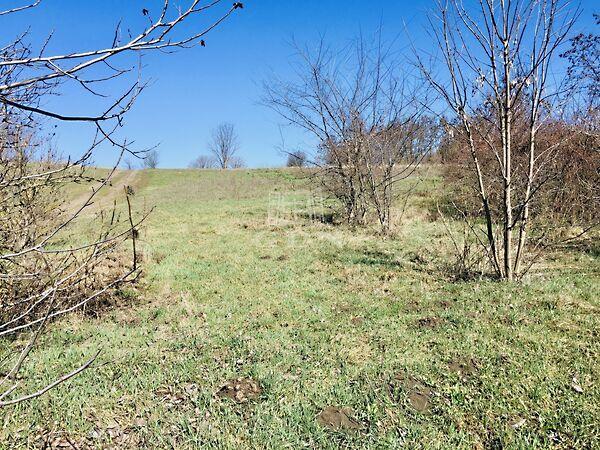 Dorogi, Budapest, X. kerület 2. képe