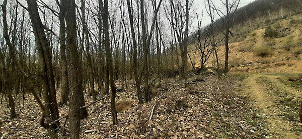 Füzérradvány 2. képe