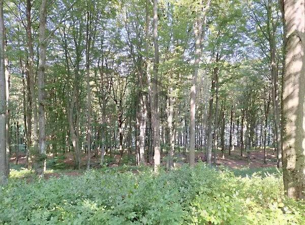 Bajánsenye 2. képe