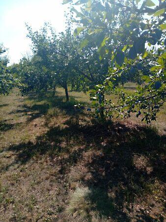 Gyomaendrőd 2. képe