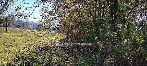 Harangláb, Kaposvár 3. képe