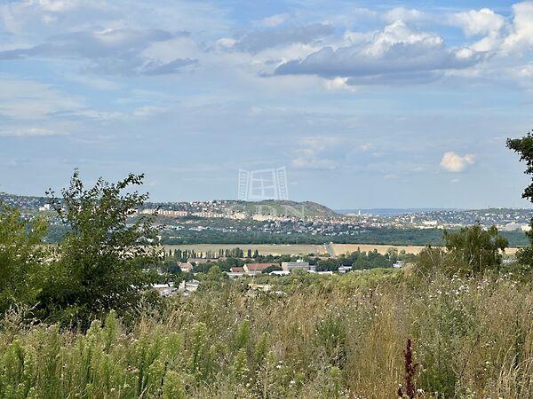 Fácán, Budaörs képe