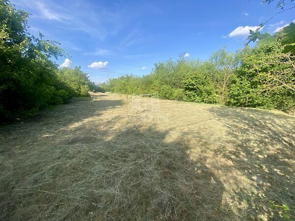 Fácán, Budaörs 2. képe