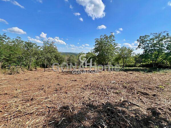 Nefelejcs, Veszprém képe