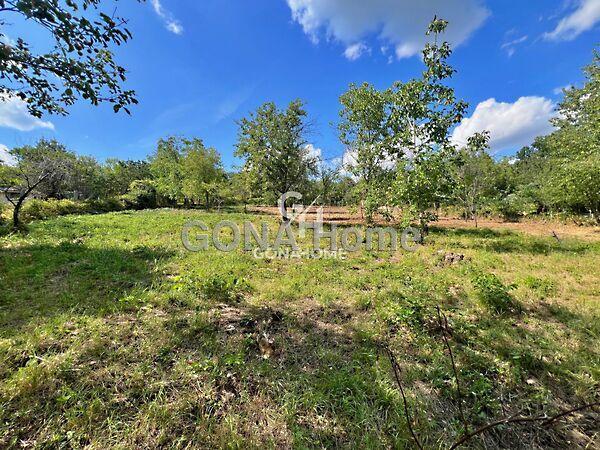 Nefelejcs, Veszprém 2. képe