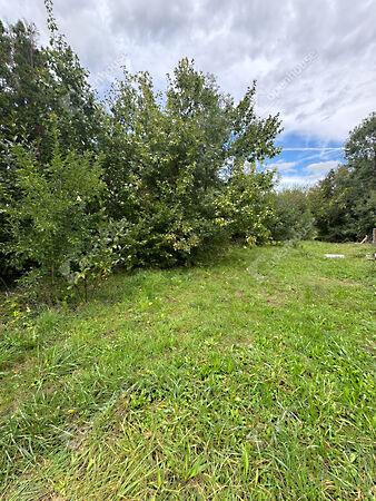 Akác, Fertőhomok 2. képe