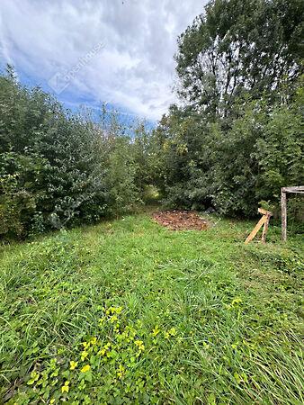 Akác, Fertőhomok 3. képe