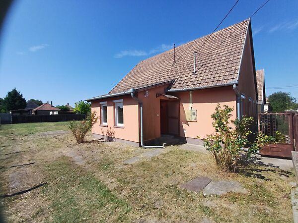 Tulipán, Solt 2. képe