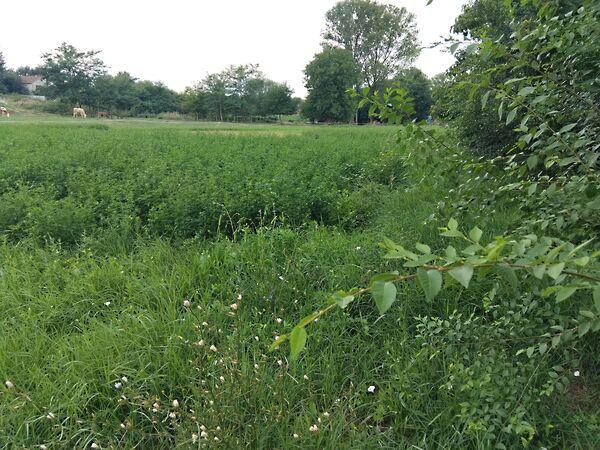 Kossuth u., Létavértes 2. képe