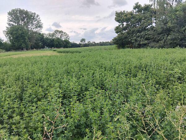 Kossuth u., Létavértes 3. képe