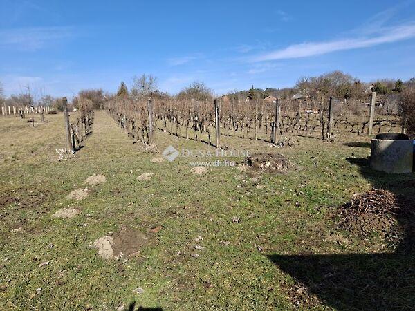 Mester, Mány 3. képe