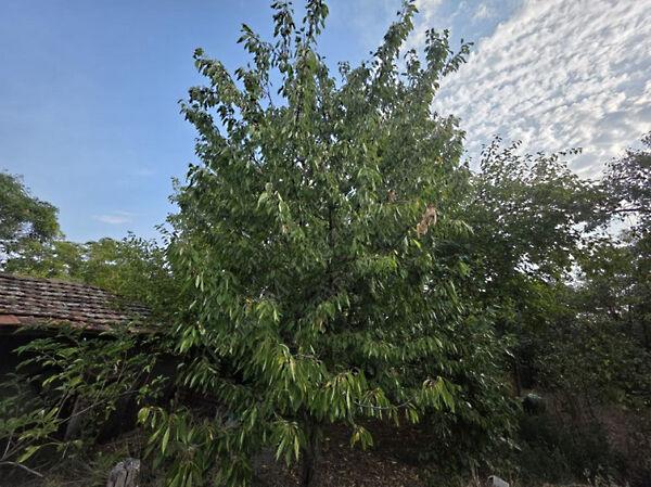 Hódmezővásárhely 3. képe