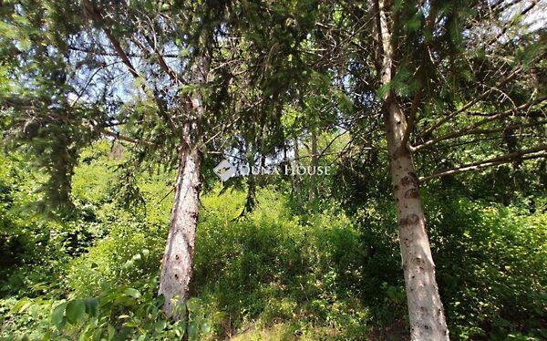 Tulipánkert, Eger 2. képe