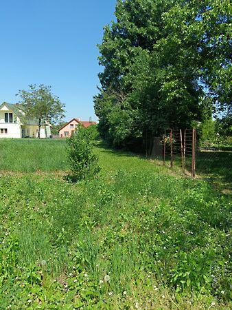 Központi, Nyúl képe