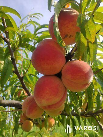 Debrecen, Debrecen képe