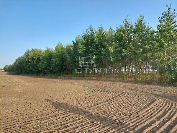 Telepített erdő, Hajdúnánás 3. képe