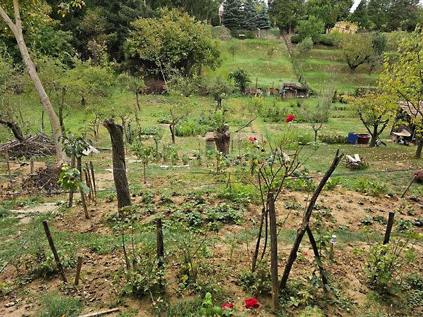 Százszorszép, Kaposvár képe