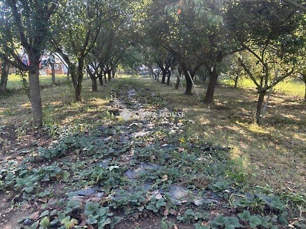 Petőfi, Görcsöny 2. képe