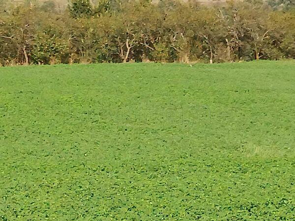 Fehérvárcsurgó képe