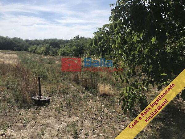 Vincellér, Gyömrő 2. képe