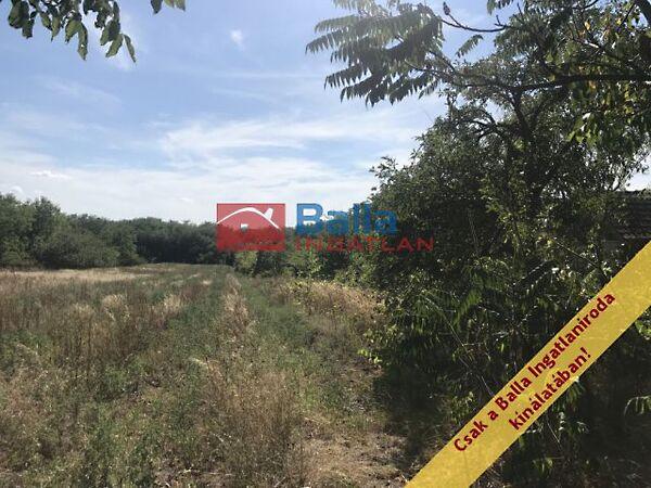 Vincellér, Gyömrő 3. képe