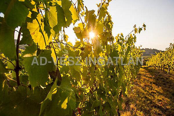 Kerékteleki 3. képe