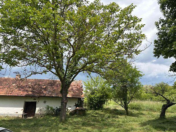 Somogyzsitfa 3. képe