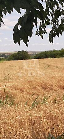 Kiliti, Siófok 3. képe