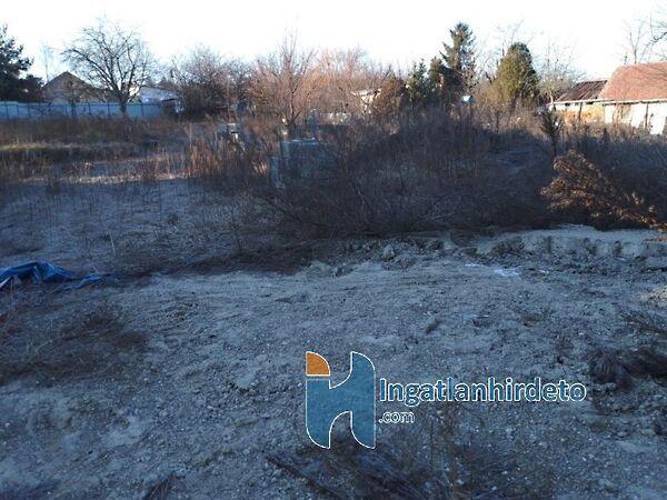 Kikelet, Mogyoród 2. képe