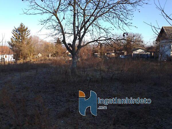 Kikelet, Mogyoród 3. képe