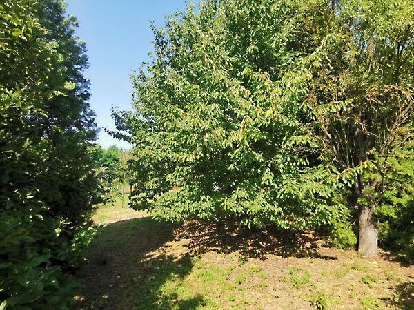 Iszkaszentgyörgy 2. képe