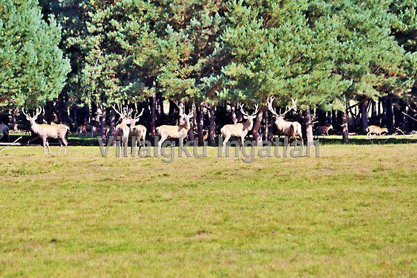 Kerkáskápolna 2. képe