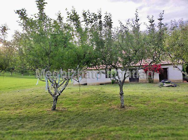 Kehidakustány 2. képe