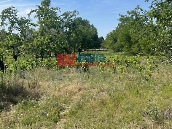 Természet központú, Monor 3. képe