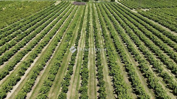 Dienesfalvi, Putnok 3. képe