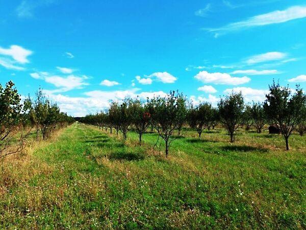 2104-es, Sződ 2. képe