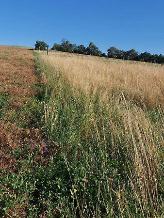 Tótvázsony 3. képe