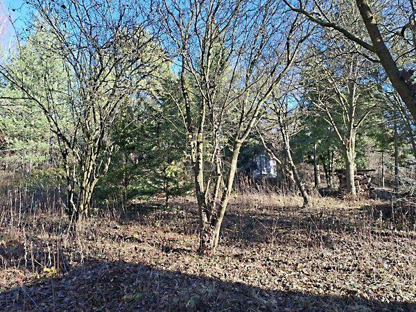 Csillag, Budakeszi 2. képe