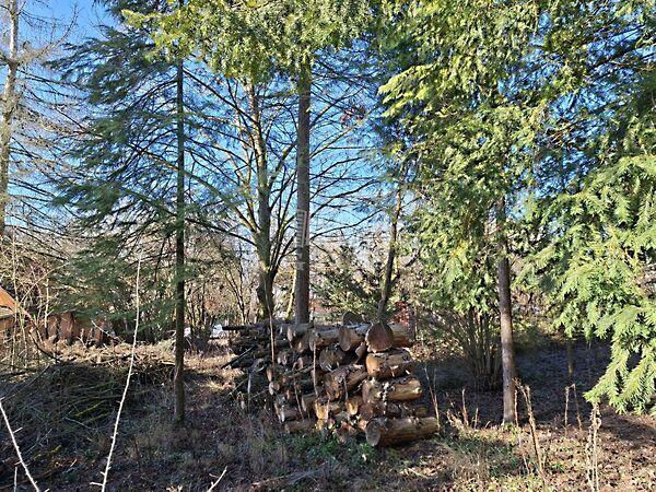 Csillag, Budakeszi 3. képe