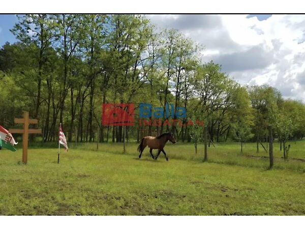 Őzike, Fót 2. képe