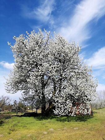 Nyíregyháza 2. képe