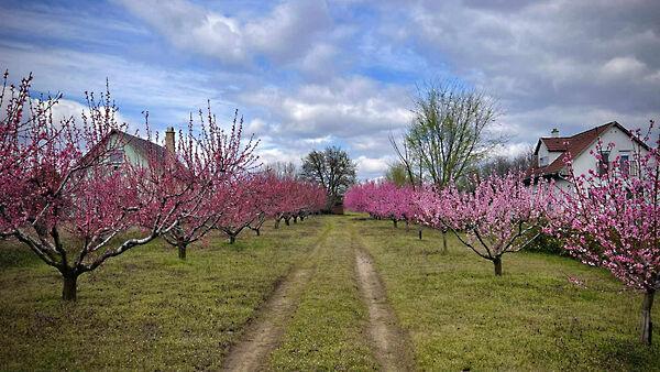 Nyíregyháza 3. képe