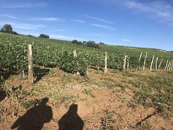 Árpád, Mád 3. képe